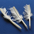 Goose Quills
